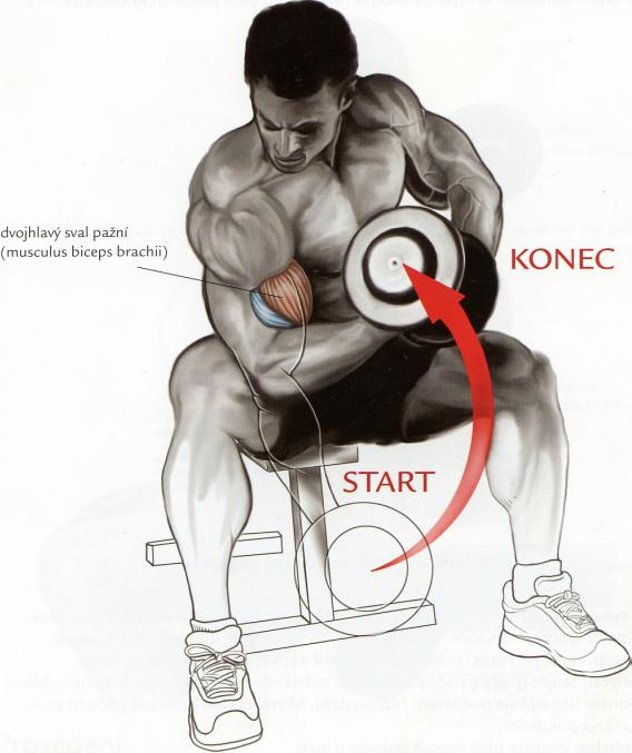 koncentrovanýbicepsovýzdvih
